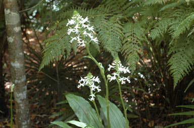 APII jpeg image of Calanthe triplicata  © contact APII