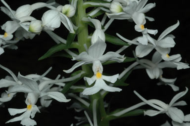 APII jpeg image of Calanthe triplicata  © contact APII