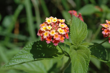 APII jpeg image of Lantana camara  © contact APII