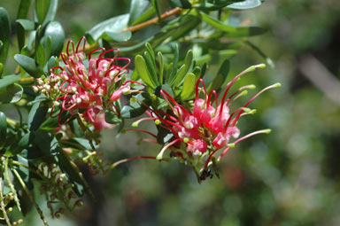 APII jpeg image of Grevillea evanescens  © contact APII