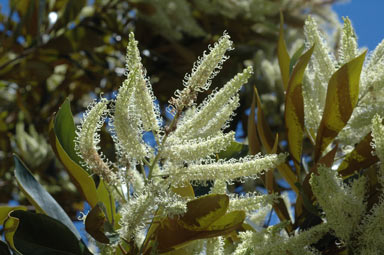 APII jpeg image of Grevillea baileyana  © contact APII