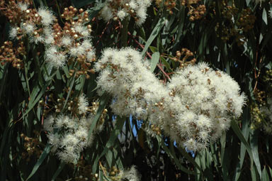 APII jpeg image of Angophora costata subsp. costata  © contact APII