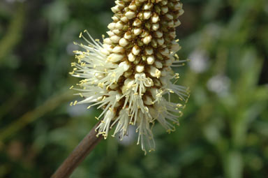 APII jpeg image of Xanthorrhoea macronema  © contact APII