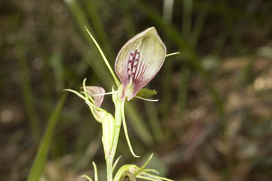 APII jpeg image of Cryptostylis erecta  © contact APII