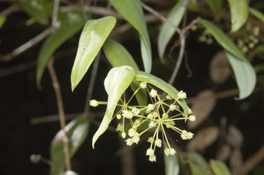 APII jpeg image of Smilax glyciphylla  © contact APII