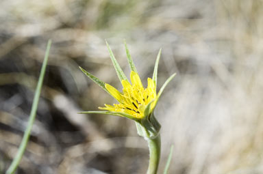 APII jpeg image of Tragopogon dubius  © contact APII