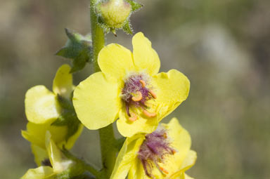 APII jpeg image of Verbascum virgatum  © contact APII