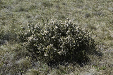 APII jpeg image of Olearia myrsinoides  © contact APII