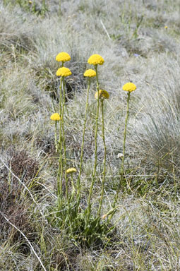 APII jpeg image of Craspedia aurantia var. jamesii  © contact APII