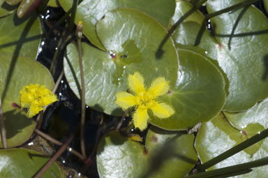 APII jpeg image of Nymphoides montana  © contact APII