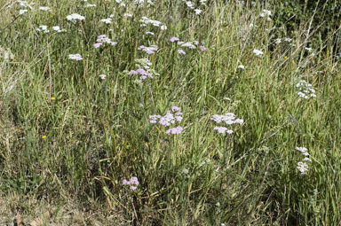 APII jpeg image of Achillea millefolium  © contact APII