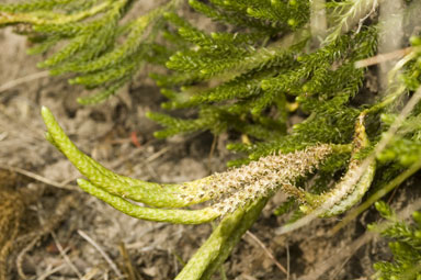 APII jpeg image of Lycopodium fastigiatum  © contact APII