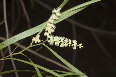 APII jpeg image of Acacia longissima  © contact APII