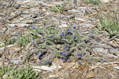 APII jpeg image of Echium plantagineum  © contact APII