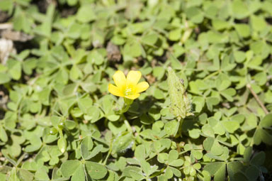 APII jpeg image of Oxalis thompsoniae  © contact APII