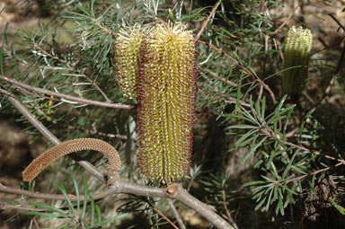 APII jpeg image of Banksia spinulosa var. cunninghamii  © contact APII