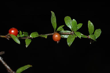 APII jpeg image of Coprosma quadrifida  © contact APII