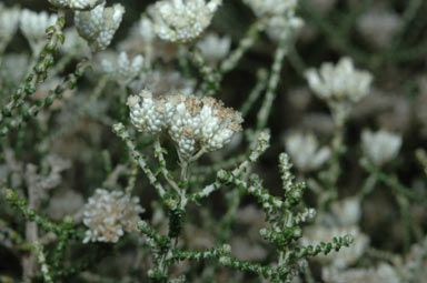 APII jpeg image of Ozothamnus lepidophyllus  © contact APII