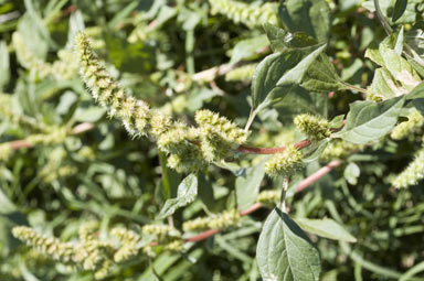 APII jpeg image of Amaranthus powellii  © contact APII