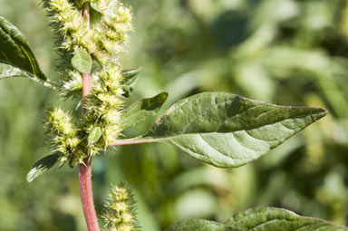 APII jpeg image of Amaranthus powellii  © contact APII