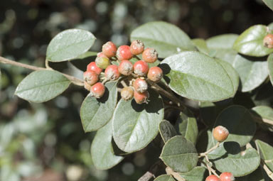 APII jpeg image of Cotoneaster franchetii  © contact APII