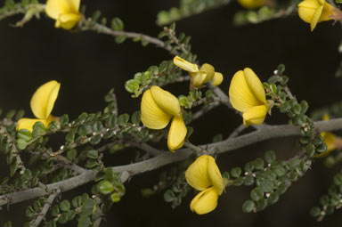 APII jpeg image of Bossiaea foliosa  © contact APII