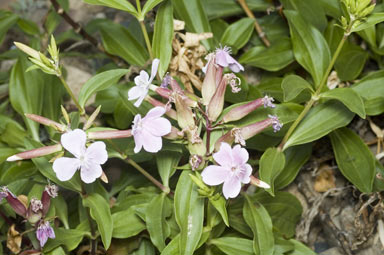 APII jpeg image of Saponaria officinalis  © contact APII