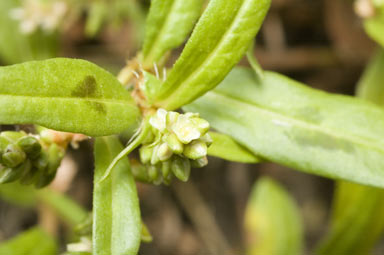 APII jpeg image of Persicaria prostrata  © contact APII