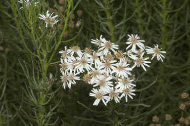 APII jpeg image of Olearia glandulosa  © contact APII