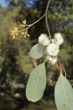 APII jpeg image of Eucalyptus camphora subsp. humeana  © contact APII