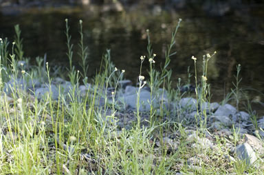 APII jpeg image of Pseudognaphalium luteoalbum  © contact APII