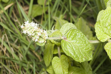 APII jpeg image of Mentha x rotundifolia  © contact APII