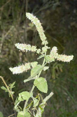 APII jpeg image of Mentha x rotundifolia  © contact APII