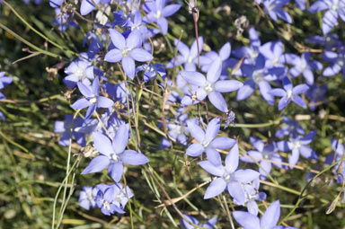 APII jpeg image of Wahlenbergia communis  © contact APII