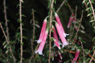 APII jpeg image of Epacris longiflora 'Nectar Pink'  © contact APII