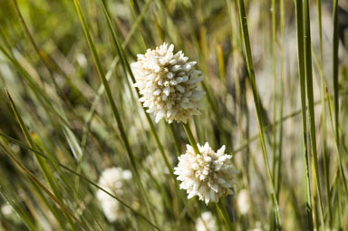 APII jpeg image of Lomandra leucocephala subsp. robusta  © contact APII