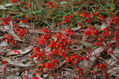 APII jpeg image of Grevillea nudiflora  © contact APII