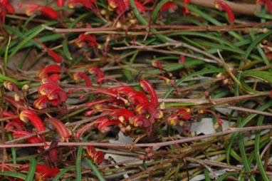 APII jpeg image of Grevillea nudiflora  © contact APII