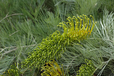 APII jpeg image of Grevillea formosa  © contact APII