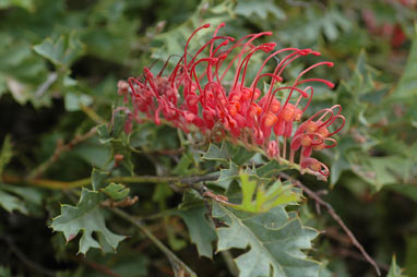 APII jpeg image of Grevillea bipinnatifida  © contact APII