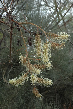 APII jpeg image of Grevillea leucopteris  © contact APII