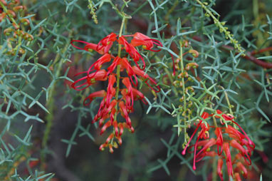 APII jpeg image of Grevillea dielsiana  © contact APII