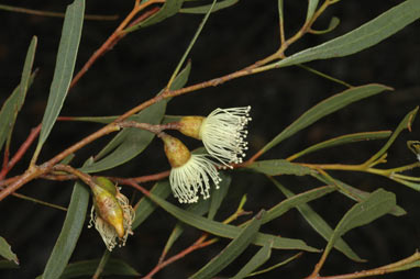 APII jpeg image of Eucalyptus captiosa  © contact APII