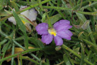 flower image