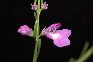 APII jpeg image of Hemigenia brachyphylla  © contact APII