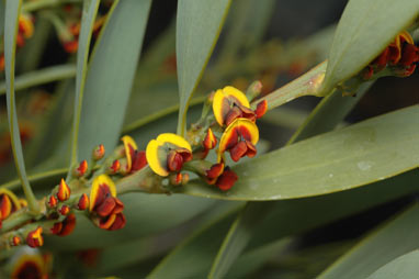 APII jpeg image of Daviesia daphnoides  © contact APII