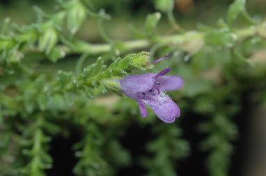 APII jpeg image of Eremophila koobabbiensis  © contact APII