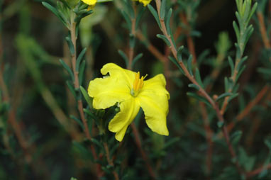 APII jpeg image of Hibbertia riparia  © contact APII