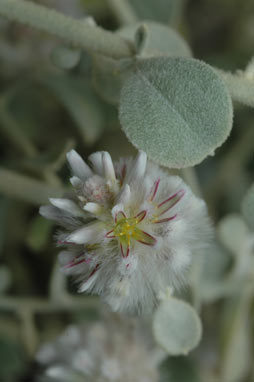 APII jpeg image of Ptilotus obovatus  © contact APII