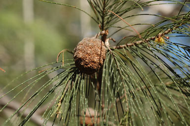 APII jpeg image of Allocasuarina torulosa  © contact APII